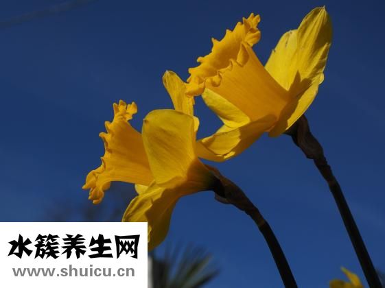 泰迪吐黄水怎么回事