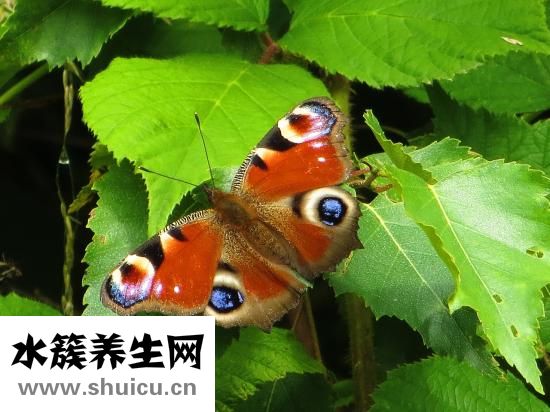 晚上踢被子怎么办