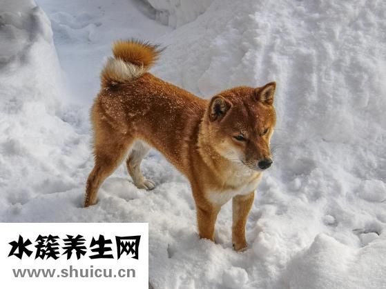 驱虫清怎么吃？建议在医生指导下用药
