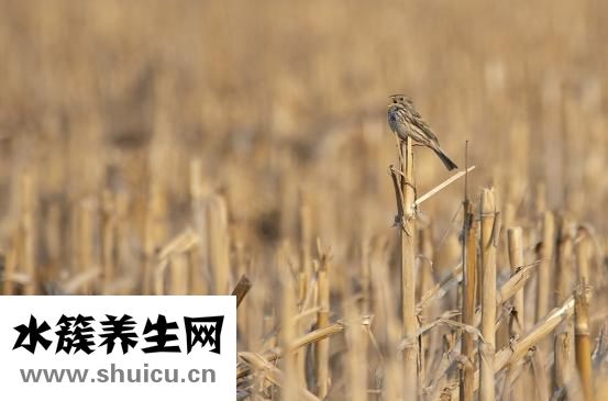 燕麦片长虫怎么办