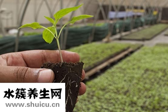 怎么看血气分析