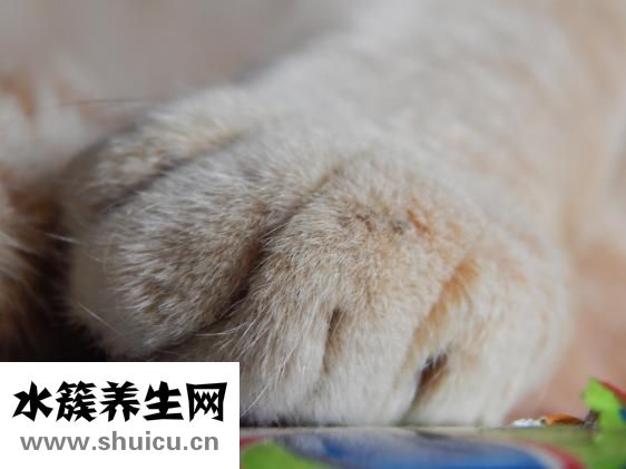 怎么才能永久性脱毛