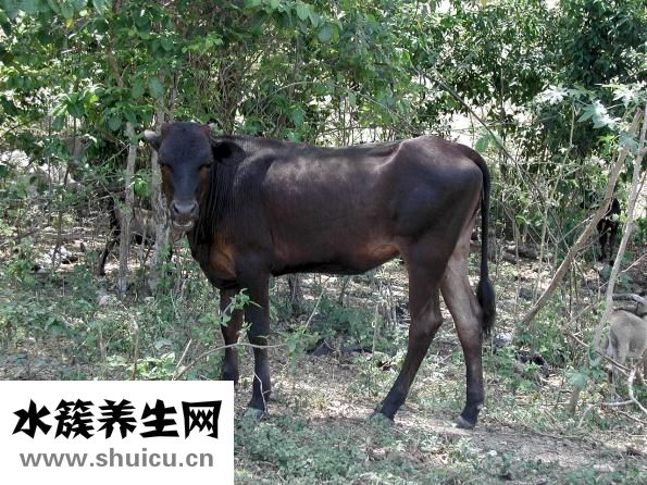 干的绿豆粉皮怎么吃