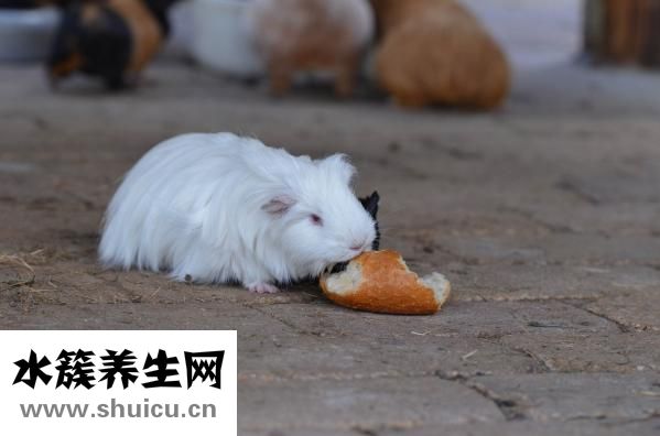 荷兰猪脱毛怎么办？可以试用以下几种方法