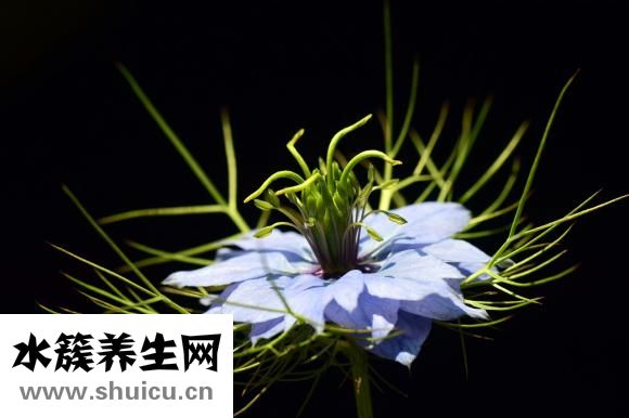 汉堡中的鸡肉怎么做