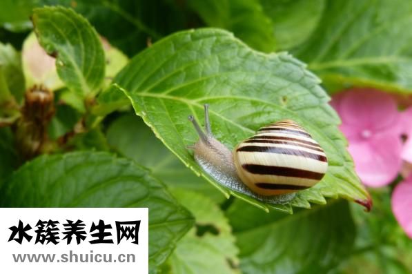 干的绿豆粉皮怎么吃