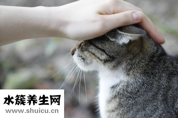 驱虫一粒清怎么吃