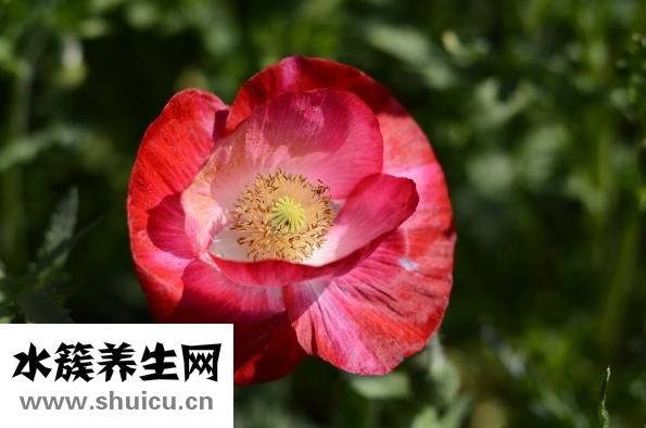女人花心怎么
