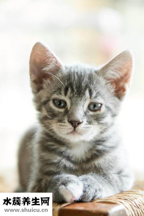 给猫咬了怎么办