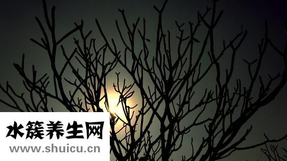 垂吊海棠怎么种