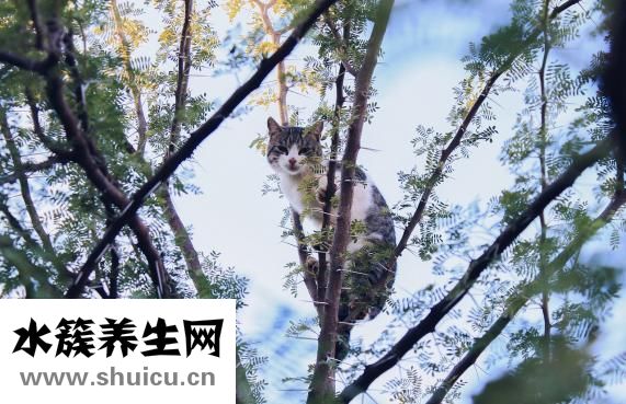 山枣怎么泡水
