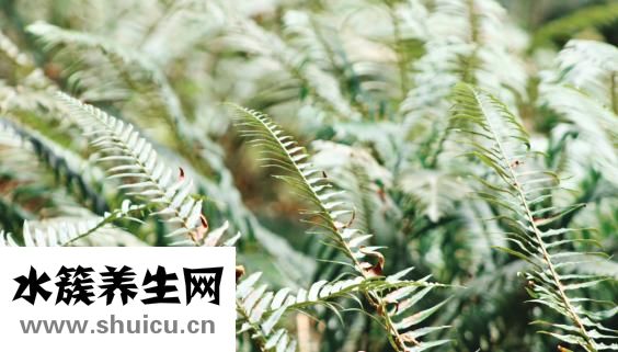 怎么可以让头发浓密