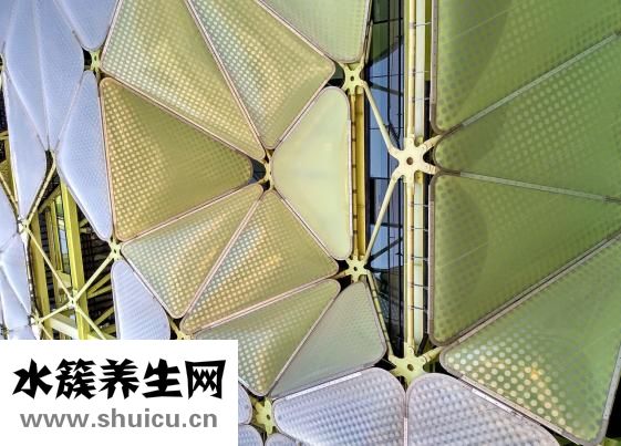 怎么消灭夹板虫