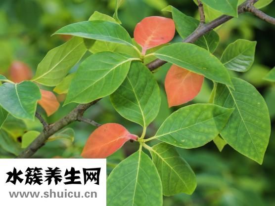 怎么做艾叶肚围
