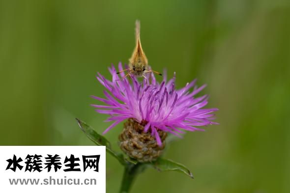 霍建华眼睛怎么了