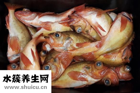 鲔鱼罐头怎么吃