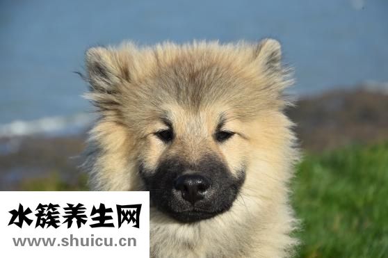 泰迪怎么养养不大