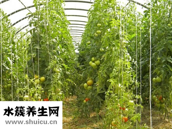 胃酸怎么办想吐