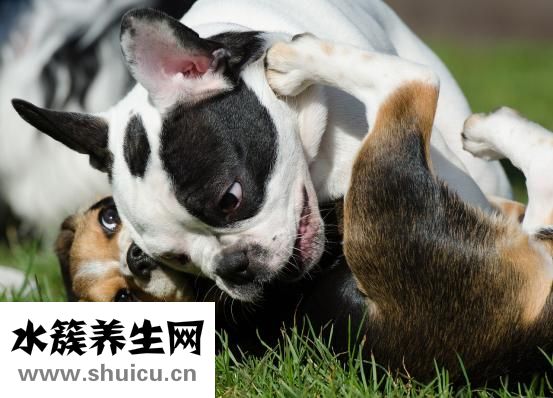 狗狗怎么剪脐带