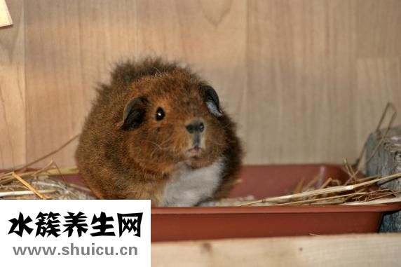 荷兰猪打嗝怎么办