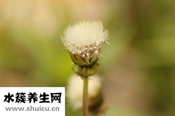 羊胎盘不掉怎么办