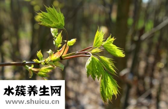 人参果树苗怎么种植