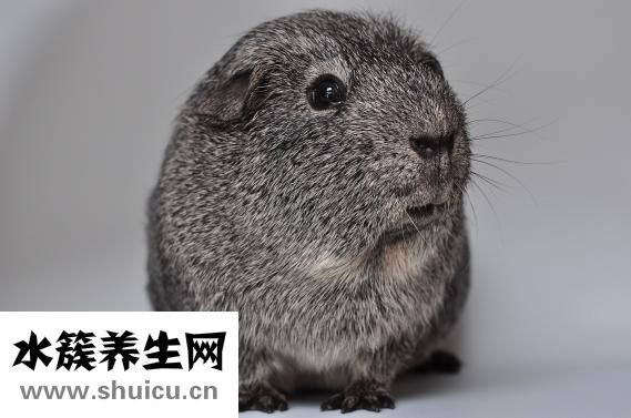 荷兰猪打嗝怎么办