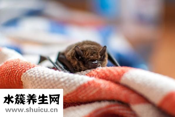 瘦鼻操怎么做