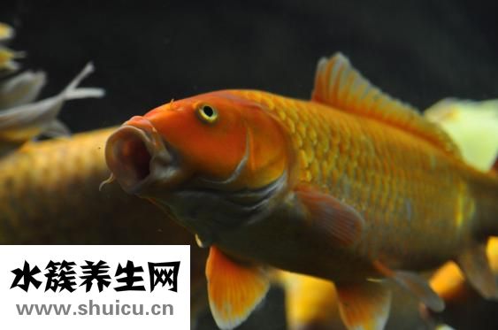 怎么选择鱼缸水泵