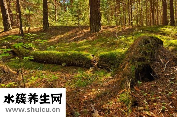 人参果树苗怎么种植