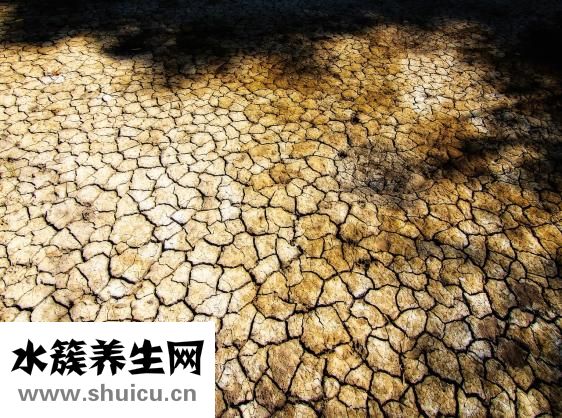 人参果树苗怎么种植