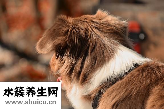 怎么训练狗狗咬球