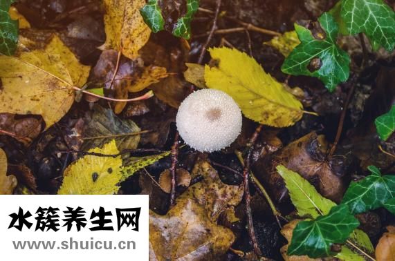 鲜蘑菇怎么快速晾干