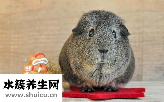 荷兰猪打嗝怎么办
