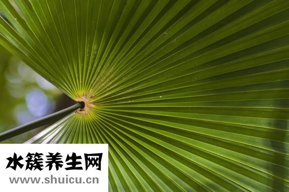 承认大便绿色怎么办