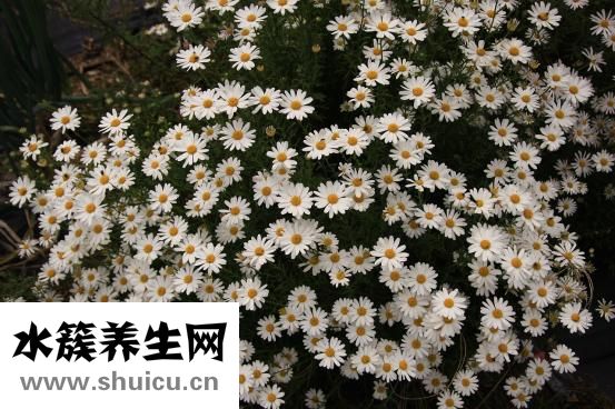 宝宝吃鸡蛋黄怎么吃