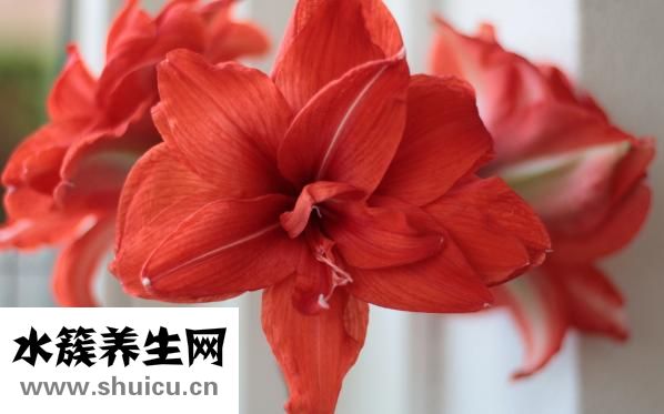 盐疗怎么做
