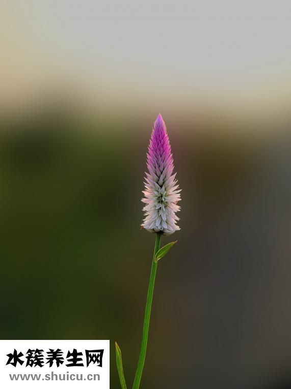 人参果树苗怎么种植