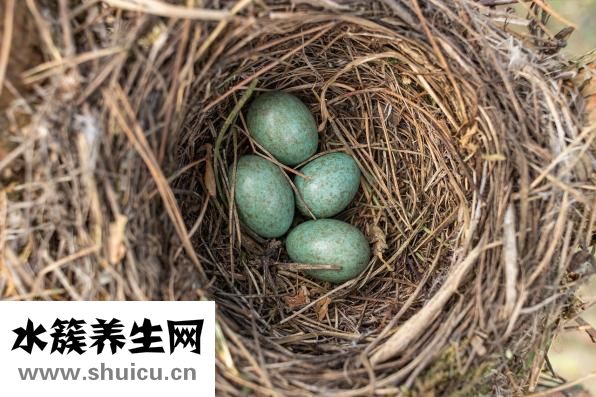 酱油怎么煮