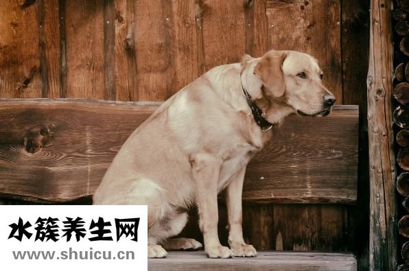 狗狗怎么剪脐带