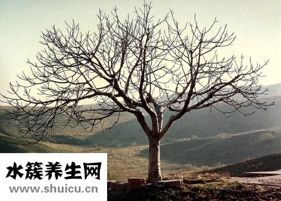 羊儿疯是怎么引起的