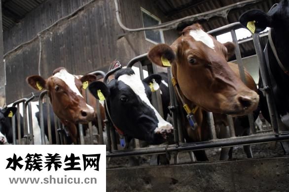 怎么选择鱼缸水泵
