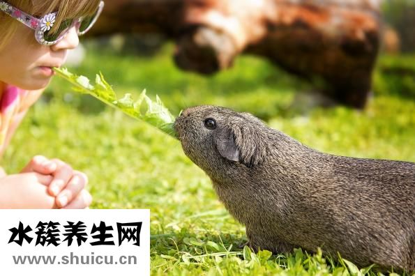 荷兰猪打嗝怎么办