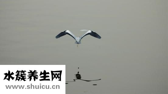 黄芪怎么洗