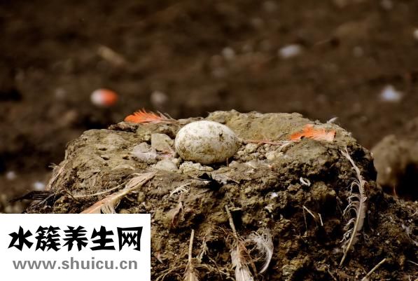 蛋片怎么做