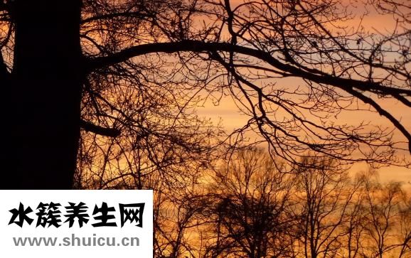 鸡毛怎么退