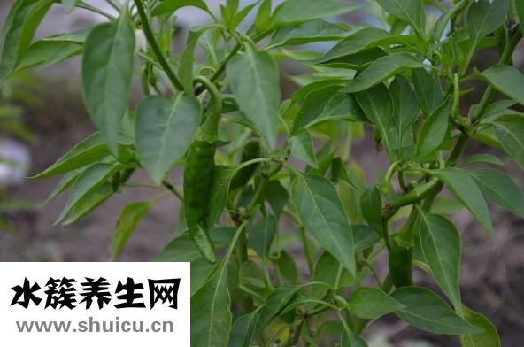 切了辣椒手疼怎么办