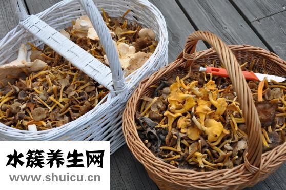 贵宾犬有跳蚤怎么办
