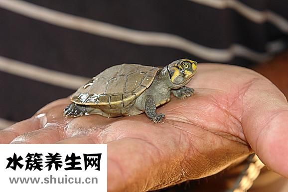 手小怎么办