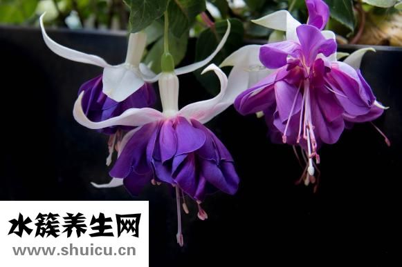 衣服有黄渍怎么洗